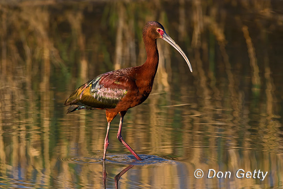 White-faced Ibis