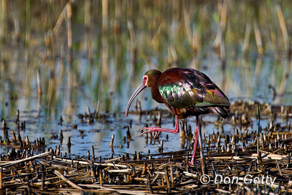White-faced Ibis
