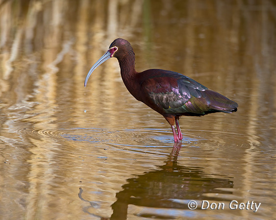 White-faced Ibis