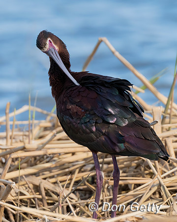 White-faced Ibis