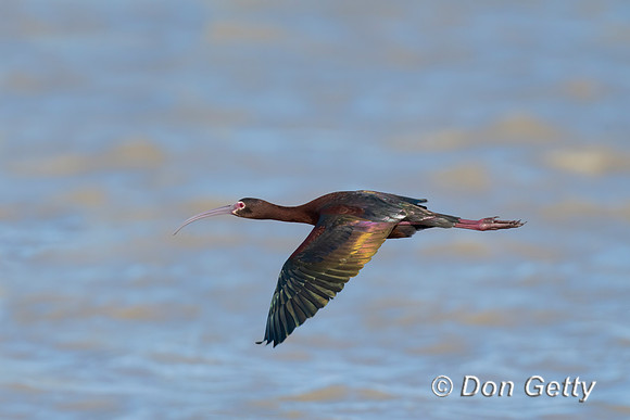 White-faced Ibis