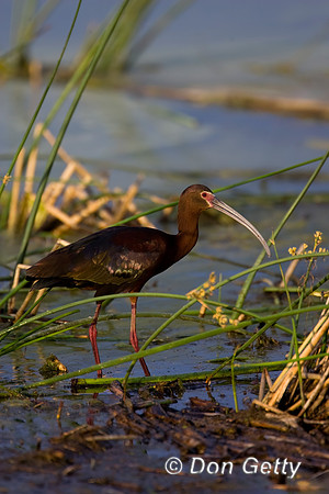 White-faced Ibis