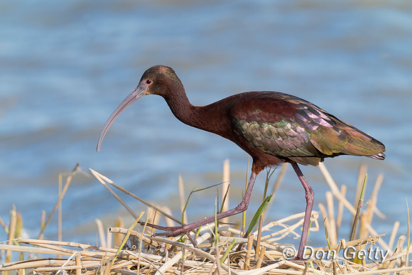 White-faced Ibis