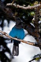 Steller's Jay