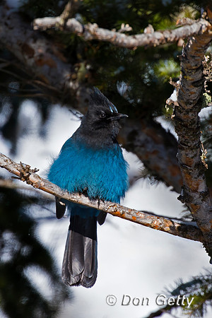 Steller's Jay