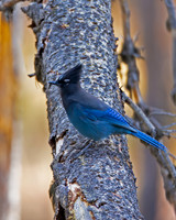 Steller's Jay