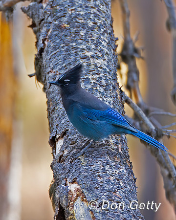 Steller's Jay