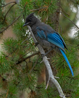 Steller's Jay