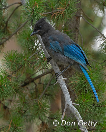 Steller's Jay