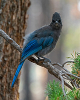 Steller's Jay