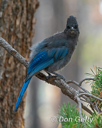Steller's Jay