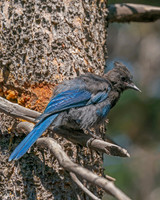 Steller's Jay