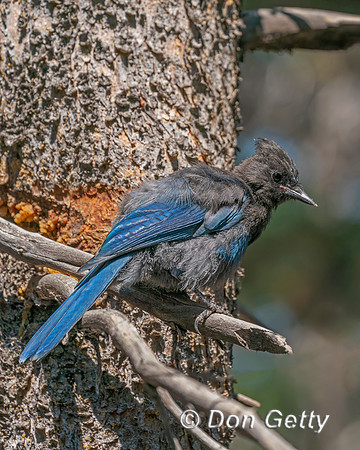 Steller's Jay