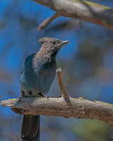 Steller's Jay
