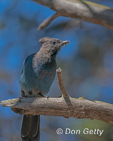 Steller's Jay