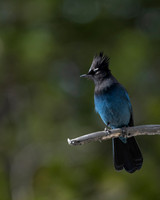 Steller's Jay