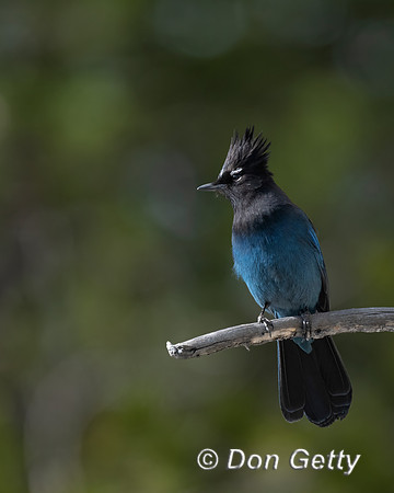 Steller's Jay