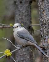 Gray Jay