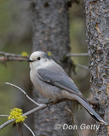Gray Jay