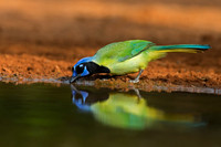 Green Jay