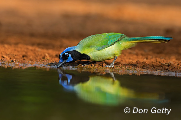 Green Jay