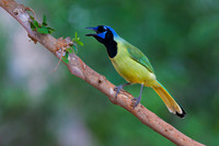 Green Jay