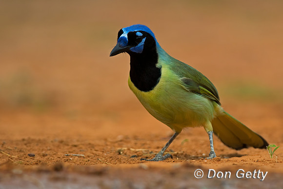 Green Jay