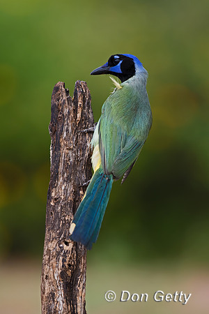 Green Jay