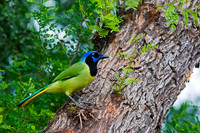 Green Jay