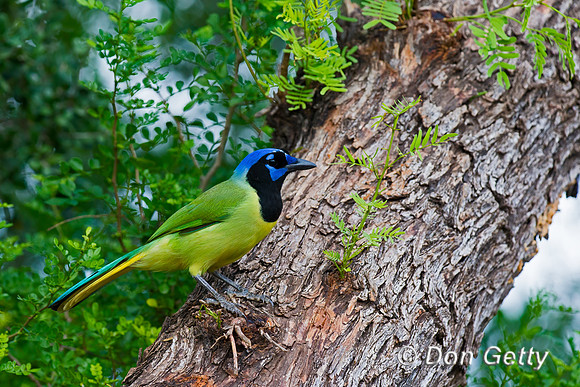 Green Jay