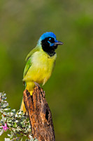Green Jay