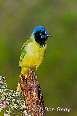 Green Jay