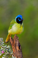 Green Jay