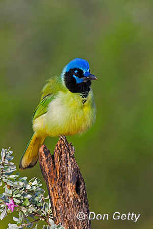 Green Jay