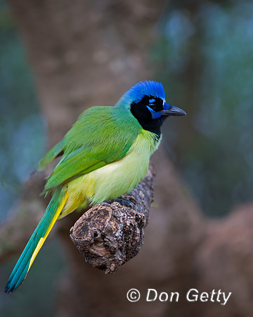 Green Jay