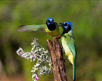 Green Jay