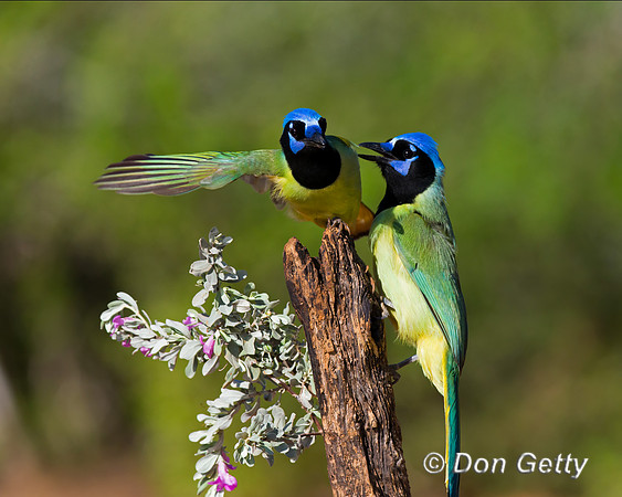 Green Jay