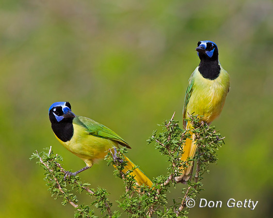 Green Jay