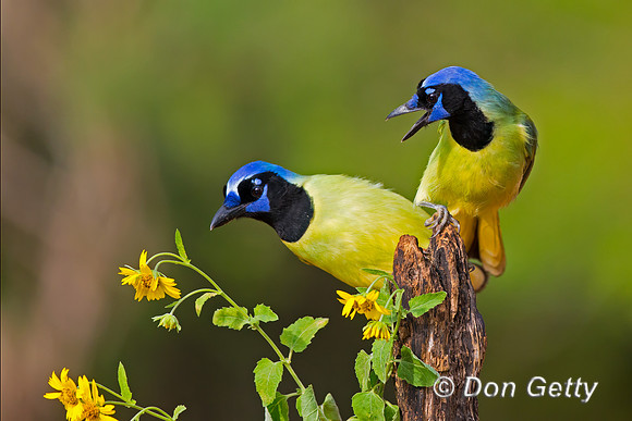 Green Jay