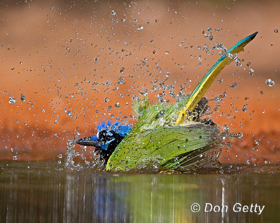 Green Jay