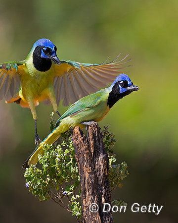 Green Jay