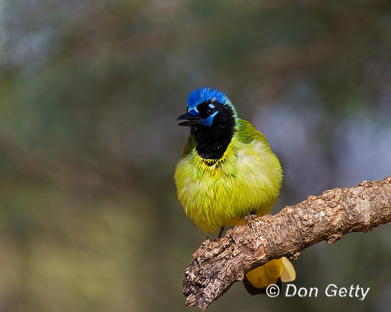 Green Jay