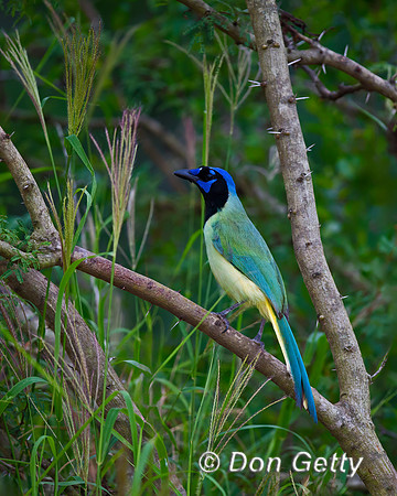 Green Jay
