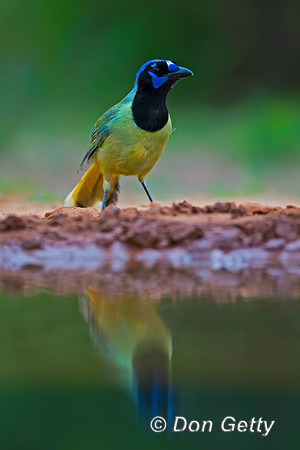 Green Jay