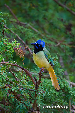 Green Jay