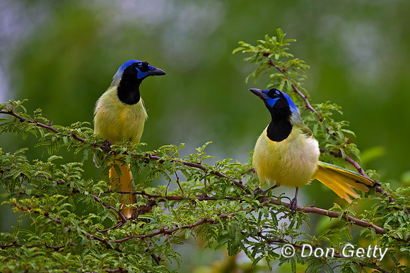 Green Jay