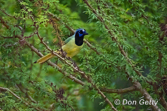 Green Jay