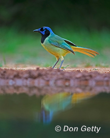 Green Jay