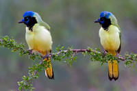 Green Jay