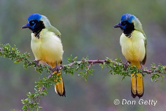 Green Jay